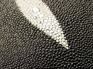 スティングレー（エイ革）